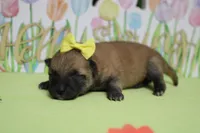 Janis, a female Shiba Inu for sale in Trenton, MO – Photo 3 of 6