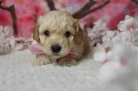 Theodore, a male Poodle - Toy  for sale in Trenton, MO – 3 of 9