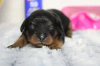 Logan, a female Cavapoo for sale in Trenton, MO – 1 of 5