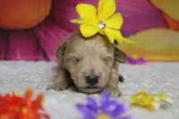 Champaign , a female Schnoodle for sale in Trenton, MO – 1 of 6
