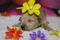 Champaign , a female Schnoodle for sale in Trenton, MO – 2 of 6