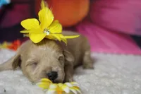 Champaign , a female Schnoodle for sale in Trenton, MO – 3 of 6