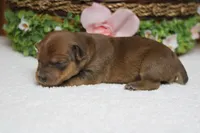 Jacque , a male Yorkipoo for sale in Trenton, MO – 8 of 10