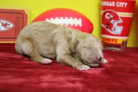 Blaze , a male Goldendoodle for sale in Trenton, MO – 5 of 9