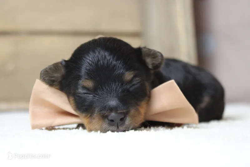 Pedro – Yorkipoo puppy for sale in Trenton, MO