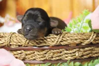 Lady , a female Yorkipoo for sale in Trenton, MO – 3 of 10