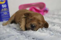 Ray, a male Cavapoo for sale in Trenton, MO – 1 of 6