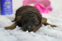Ella, a female Cavapoo for sale in Trenton, MO – 2 of 7