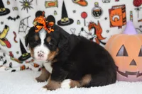 Cagney , a female Bernese Mountain Dog for sale in Trenton, MO – 7 of 8