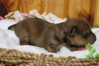 Jacque , a male Yorkipoo for sale in Trenton, MO – 7 of 10