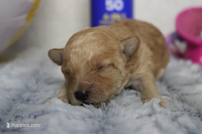 Brittany – Cavapoo puppy for sale in Trenton, MO