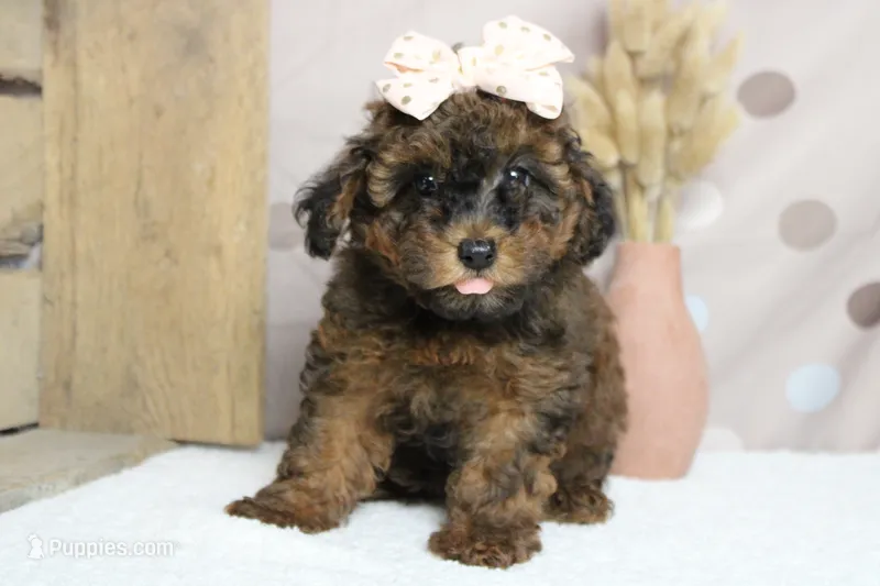 Ella  – Cavapoo puppy for sale in Trenton, MO