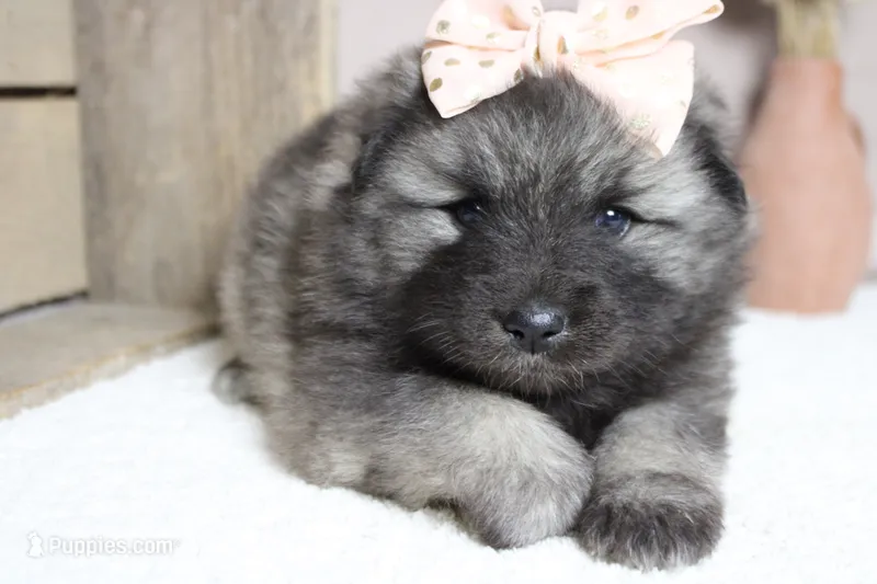 Louise  – Keeshond puppy for sale in Trenton, MO