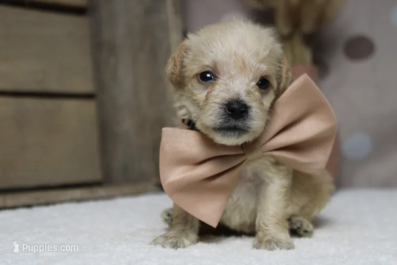 Moscato  – Schnoodle puppy for sale in Trenton, MO