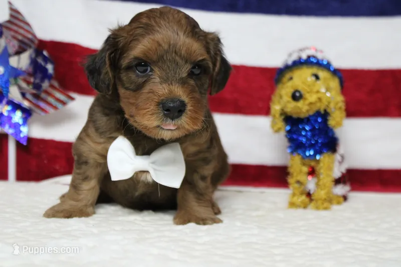 Trusty  – Yorkipoo puppy for sale in Trenton, MO