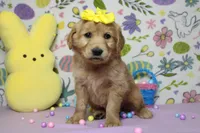 AnnaBelle, a female Golden Retriever for sale in Trenton, MO – Photo 4 of 8