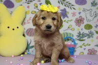 AnnaBelle, a female Golden Retriever for sale in Trenton, MO – Photo 2 of 8