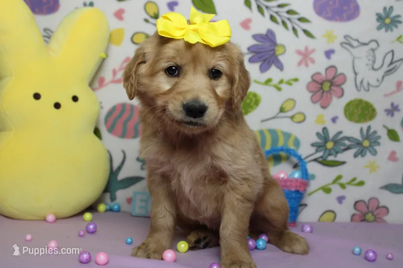 AnnaBelle – Golden Retriever puppy for sale in Trenton, MO