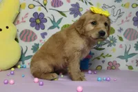 AnnaBelle, a female Golden Retriever for sale in Trenton, MO – Photo 6 of 8