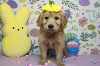 AnnaBelle, a female Golden Retriever for sale in Trenton, MO – Photo 8 of 8