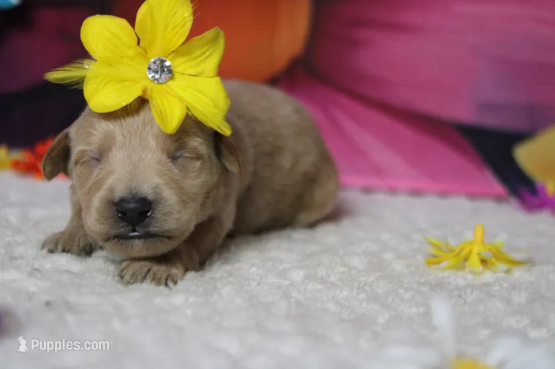 Sherry  – Schnoodle puppy for sale in Trenton, MO