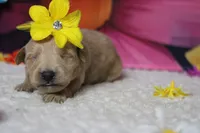 Sherry , a female Schnoodle for sale in Trenton, MO – 1 of 5