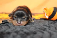 Chocolate , a female Cavalier King Charles Spaniel for sale in Trenton, MO – 3 of 8