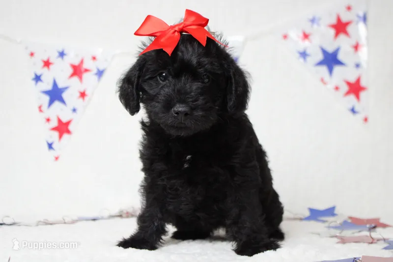 Sherry  – Schnoodle puppy for sale in Trenton, MO