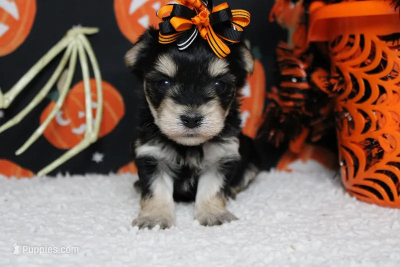 Gretel  – Morkie puppy for sale in Trenton, MO