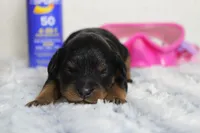 Logan, a female Cavapoo for sale in Trenton, MO – 2 of 5