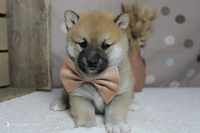 Ringo  – Shiba Inu puppy for sale in Trenton, MO