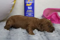Natalie, a female Cockapoo for sale in Trenton, MO – 7 of 10