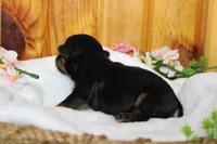 Darling , a female Yorkipoo for sale in Trenton, MO – 3 of 10