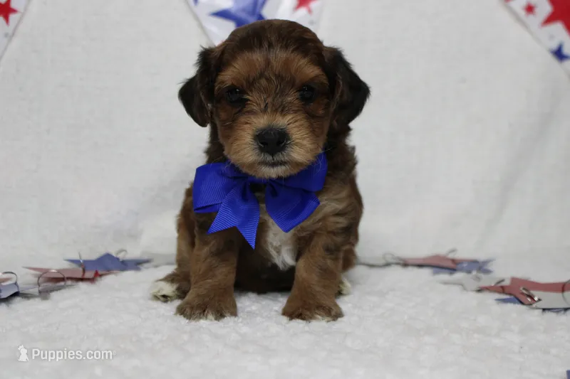 Boris  – Yorkipoo puppy for sale in Trenton, MO