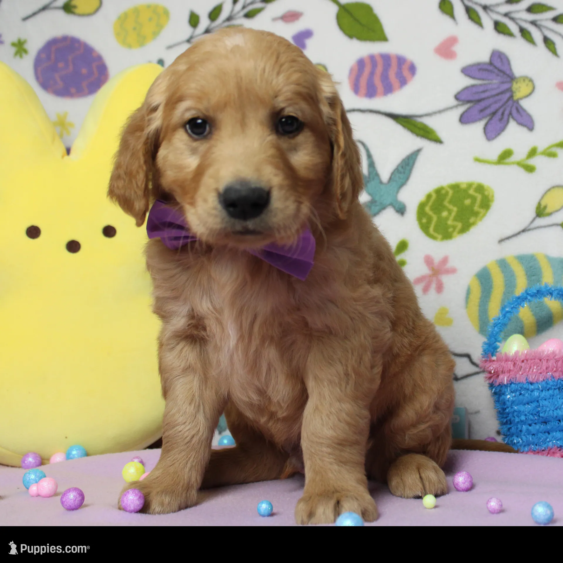 Benji, a male Golden Retriever for sale in Trenton, MO – Photo 8 of 8