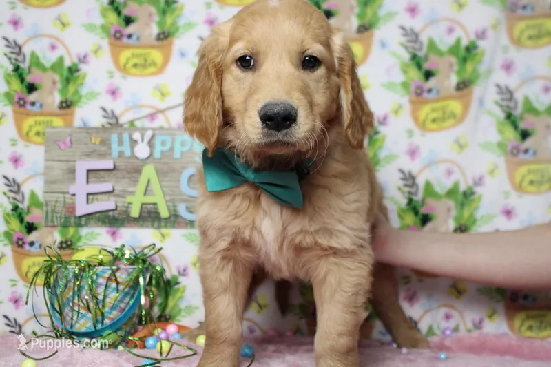 Benji – Golden Retriever puppy for sale in Trenton, MO