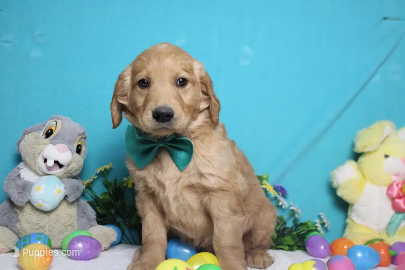 Benji – Golden Retriever puppy for sale in Trenton, MO