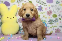 Benji, a male Golden Retriever for sale in Trenton, MO – Photo 2 of 8