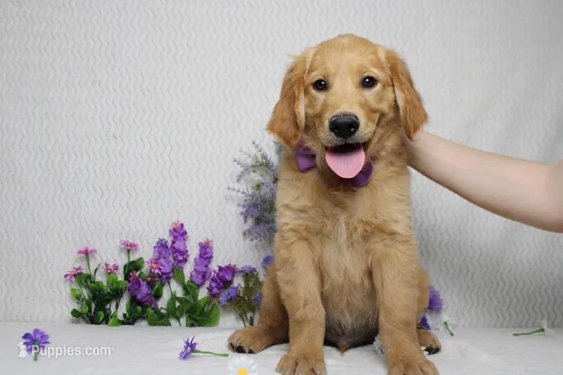 Benji – Golden Retriever puppy for sale in Trenton, MO