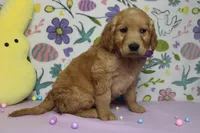 Benji, a male Golden Retriever for sale in Trenton, MO – Photo 3 of 8