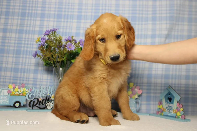 Benji – Golden Retriever puppy for sale in Trenton, MO