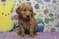 Benji, a male Golden Retriever for sale in Trenton, MO – Photo 4 of 8