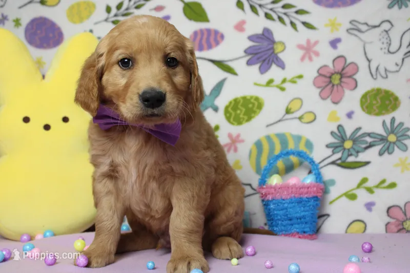 Benji – Golden Retriever puppy for sale in Trenton, MO