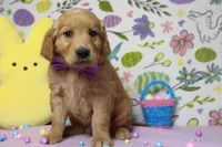 Benji, a male Golden Retriever for sale in Trenton, MO – Photo 1 of 8