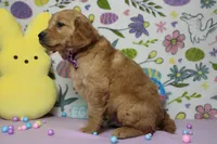 Benji, a male Golden Retriever for sale in Trenton, MO – Photo 6 of 8