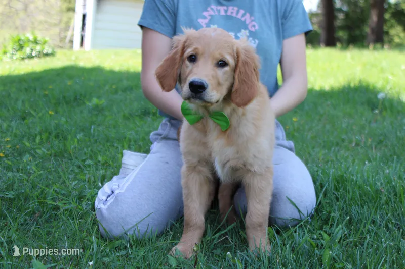 Benji – Golden Retriever puppy for sale in Trenton, MO
