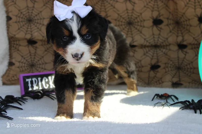 Lacy  – Bernese Mountain Dog puppy on hold in Trenton, MO