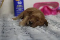 Ray, a male Cavapoo for sale in Trenton, MO – 6 of 6