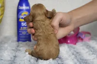 Jocelyn, a female Cockapoo for sale in Trenton, MO – 5 of 6