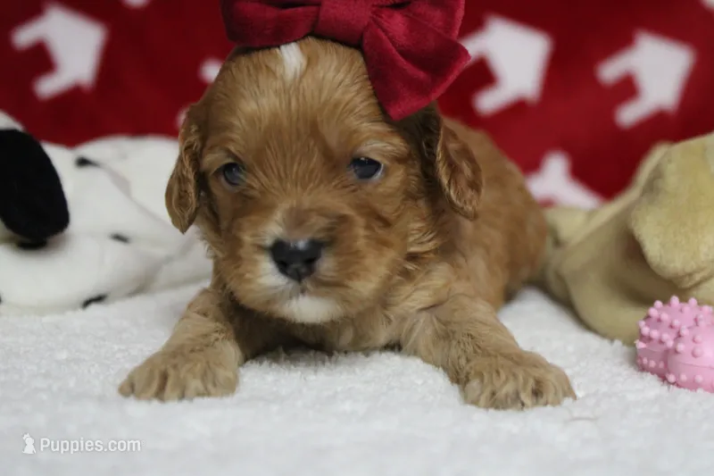 Jocelyn – Cockapoo puppy for sale in Trenton, MO
